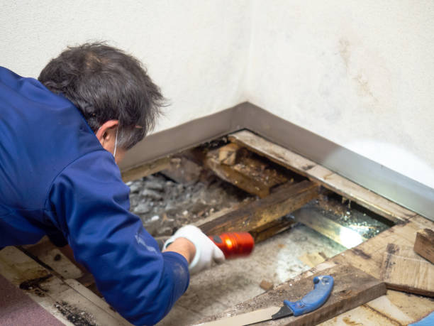 Best Kitchen Mold Remediation in Alum Rock, CA