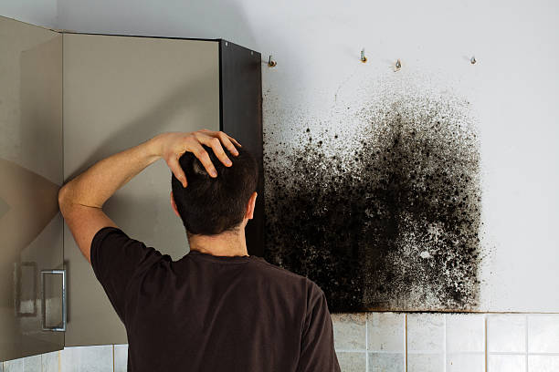 Best HVAC Mold Remediation in Alum Rock, CA