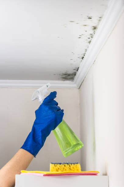 Best Post-Flood Mold Remediation in Alum Rock, CA